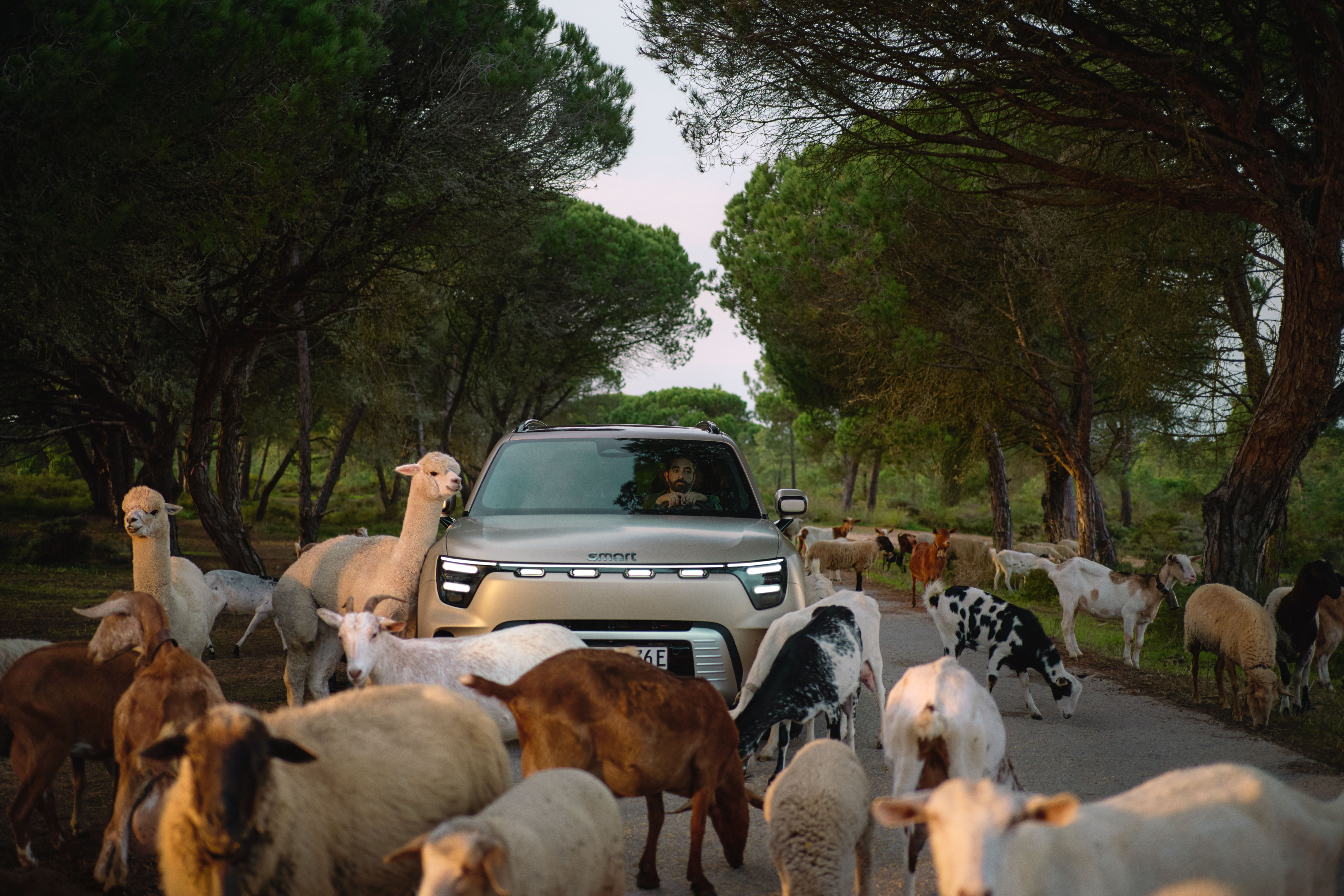 05 Smart Hashtag5 Premium With Cast Static Chewy Srgb